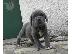 PoulaTo: Kc Neapolitan Mastiff Τώρα έτοιμη
